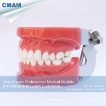 DENTAL 13001 dentaires standard modèles avec 28pcs dents amovibles fixés par la cire